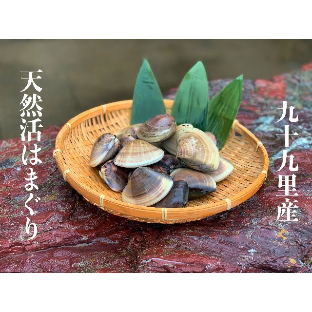 【本州限定】網元漁師直送【天然活はまぐり】1K 中サイズ【千葉県産】 食品/飲料/酒の食品(魚介)の商品写真