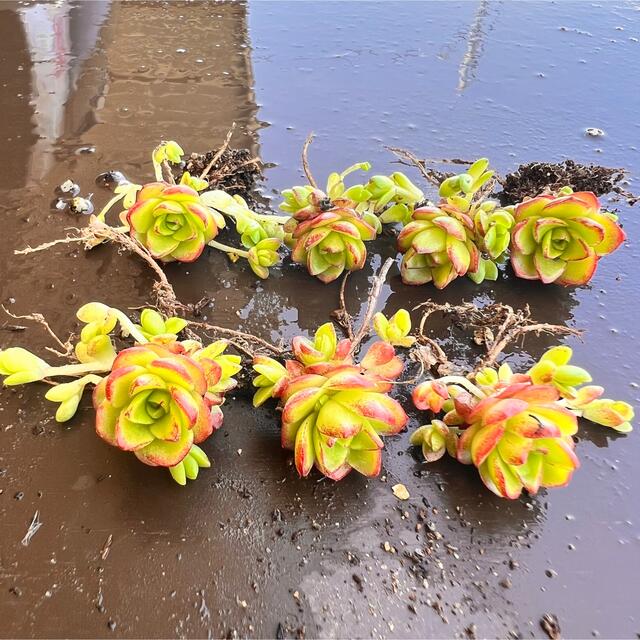 オロスタキス　薄紅蓮華1つ　根付き抜き苗多肉植物 ハンドメイドのフラワー/ガーデン(その他)の商品写真