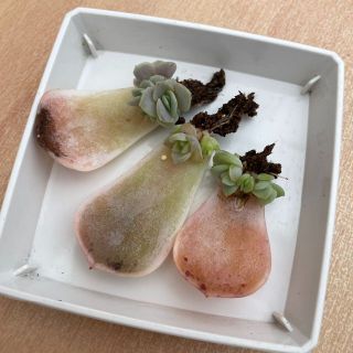 ブルーサプライズ 多肉植物 韓国苗 エケベリア 葉挿し3枚(その他)