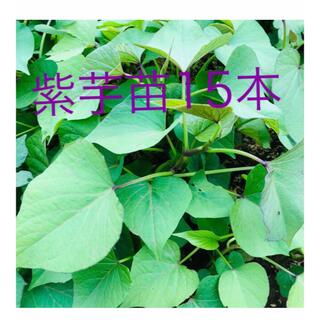 サツマイモ苗ー紫芋苗15本(野菜)