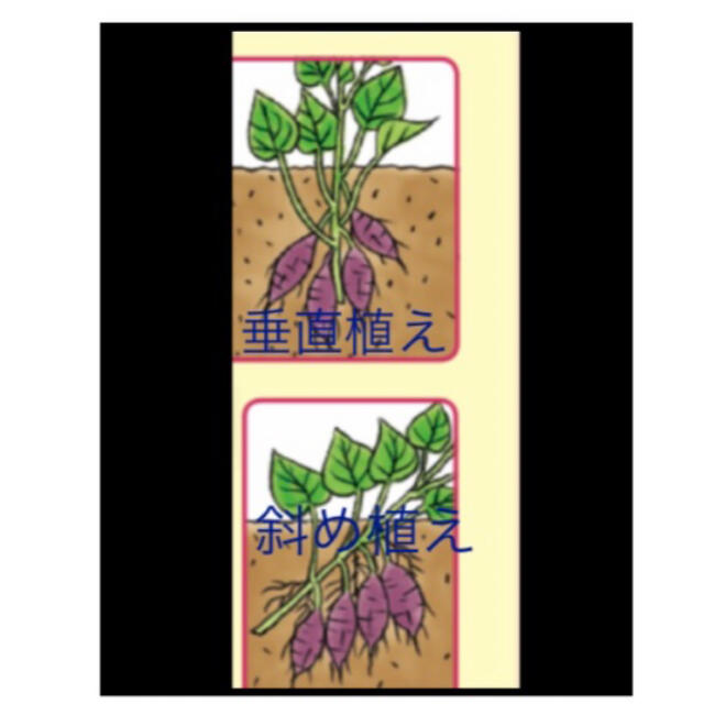 紫芋苗12本 食品/飲料/酒の食品(野菜)の商品写真