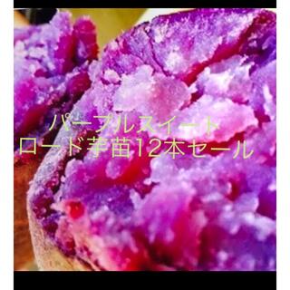 紫芋苗12本(野菜)