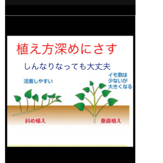 パープルスイートロード紫芋苗10本 食品/飲料/酒の食品(野菜)の商品写真