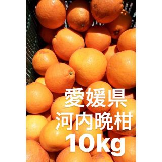 愛媛県産　河内晩柑　宇和ゴールド　柑橘　10kg(フルーツ)