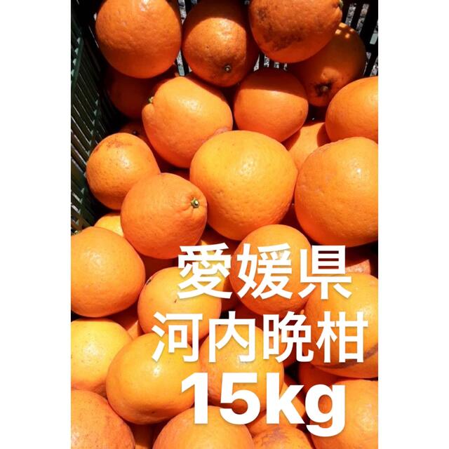 愛媛県産　河内晩柑　宇和ゴールド　柑橘　15kg 食品/飲料/酒の食品(フルーツ)の商品写真