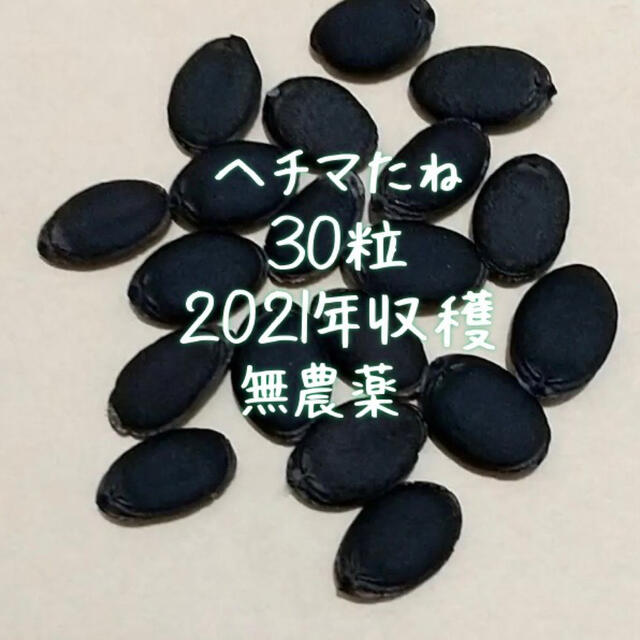 ヘチマ　たね　無農薬　食用　30粒　グリーンカーテン ハンドメイドのフラワー/ガーデン(その他)の商品写真