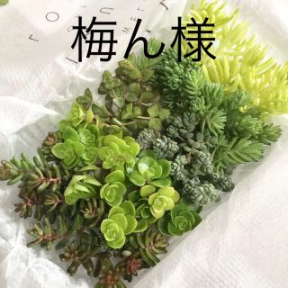 多肉植物　セダム  カット苗とカット苗セットとパリダム(その他)