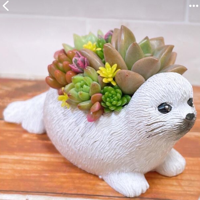 多肉植物　寄せ植え ハンドメイドのフラワー/ガーデン(その他)の商品写真