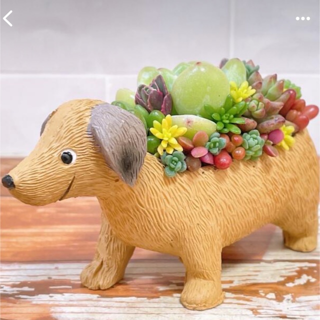 多肉植物　寄せ植え ハンドメイドのフラワー/ガーデン(その他)の商品写真