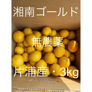 小田原・片浦産　湘南ゴールド　無農薬　S〜Ｌサイズ　3kg(フルーツ)