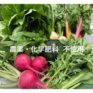 九州産　無農薬野菜セット　80サイズ(野菜)