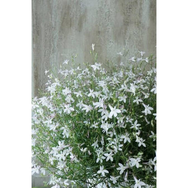 宿根ロベリア　ホワイトファウンテン　種　20粒 ハンドメイドのフラワー/ガーデン(その他)の商品写真
