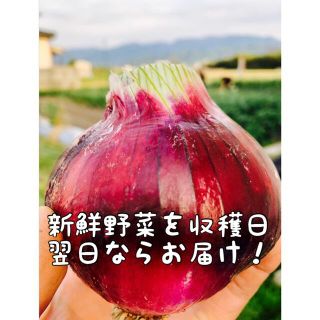 野菜詰め合わせ　赤玉ねぎ　生にんにく　80サイズ(野菜)