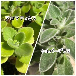 クーポン消費🌱ゴキ対策🌱カット苗セット🌱アロマティカス🌱シルバーグラス(その他)