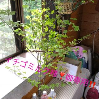 生花ドウダンツツジ　深山ドウダン　100cm×4本入り　枝物切り花(その他)