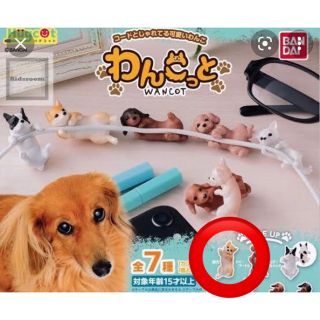 柴犬　わんこっと　ケーブルアクセサリー　ハグコット(キャラクターグッズ)