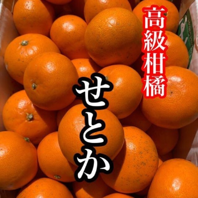 愛媛県産 せとか 箱込み約3Kg 柑橘 ミカン