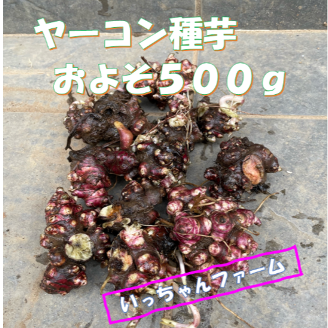 ヤーコン種芋　およそ５００ｇ　１０株 食品/飲料/酒の食品(野菜)の商品写真