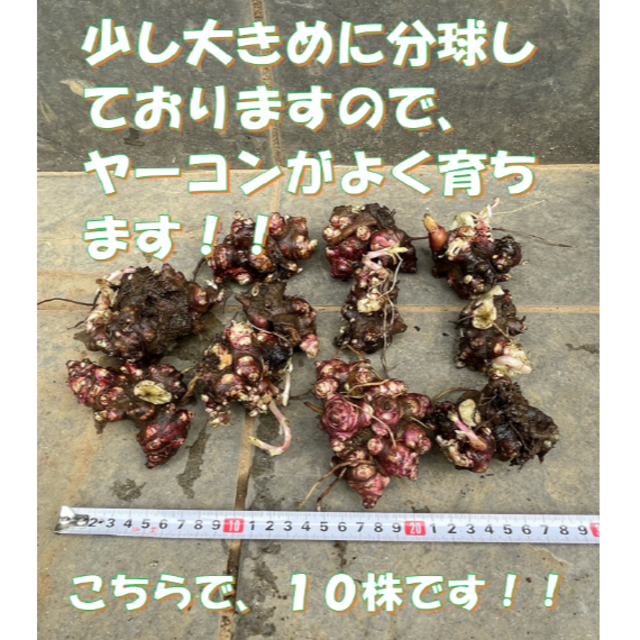 ヤーコン種芋　およそ５００ｇ　１０株 食品/飲料/酒の食品(野菜)の商品写真