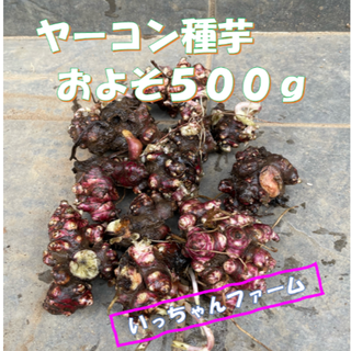 ヤーコン種芋　およそ５００ｇ　１０株(野菜)