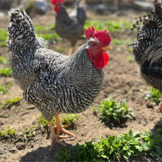 【ご予約専用ページ】 宮下養鶏の朝採れ平飼い卵 大分県産