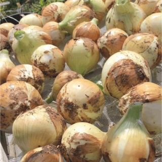 淡路島　玉ねぎ　新玉ねぎ　3kg  栽培期間中農薬除草剤不使用(野菜)