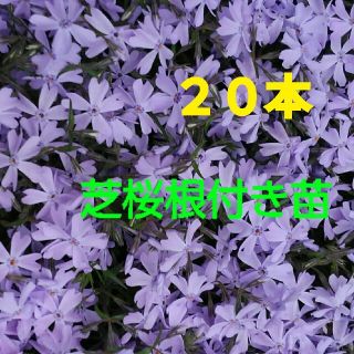 ♥ＭｍＳの母様♥専用です　薄紫の芝桜　根付き苗　２０本(その他)