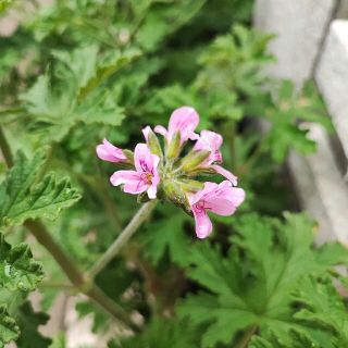 ローズ ゼラニウム の挿し穂蚊よけ取り虫除け植物3本(その他)