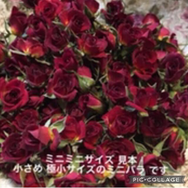 ミニミニ薔薇20輪セット+おまけ2輪付き★ミニバラ ドライフラワー★花材　素材★ ハンドメイドのフラワー/ガーデン(ドライフラワー)の商品写真