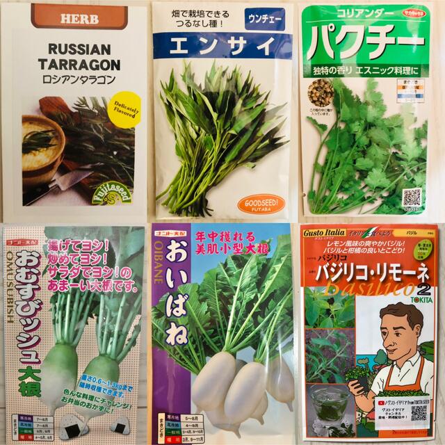 野菜の種　3種セット 食品/飲料/酒の食品(野菜)の商品写真