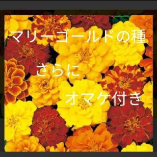 数量限定、おまけ付き！マリーゴールドの種とおまけでひまわり、しそ、キンセンカ！(その他)