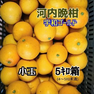 愛媛産【農家直送】☆河内晩柑(宇和ゴールド)☆小玉 5ｷﾛ箱(フルーツ)