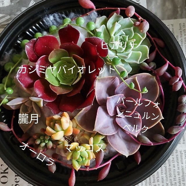 多肉植物　寄植えセット　大特価 ハンドメイドのフラワー/ガーデン(その他)の商品写真