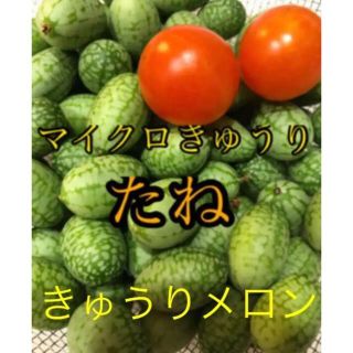 種　マイクロきゅうり　健康野菜　メロンきゅうり　グリーンカーテン(野菜)