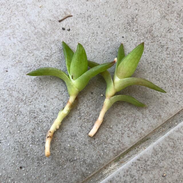 農薬　多肉植物　グリーンセット　 ハオルチア　セダム　ゴールドビューティー　 ハンドメイドのフラワー/ガーデン(その他)の商品写真