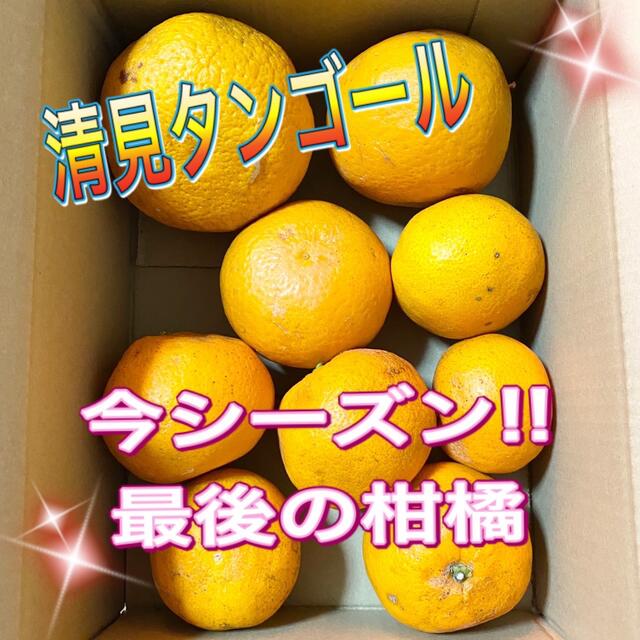 清見オレンジ　木なり完熟　約8キロ  サイズ混合　Ａ級 食品/飲料/酒の食品(フルーツ)の商品写真