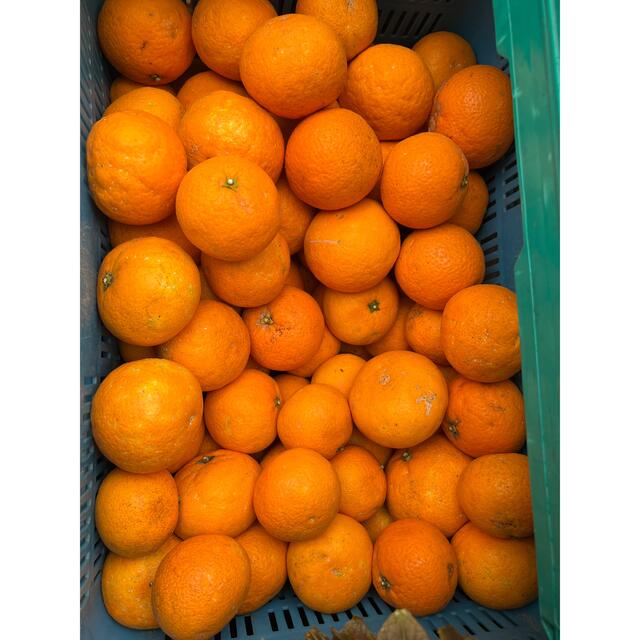 清見オレンジ　フルーツ　木なり完熟　約8キロ　サイズ混合　Ａ級