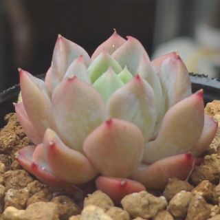 多肉植物 新品種 ピーチベリーボール(その他)