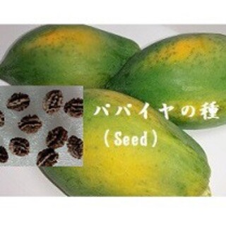 R0424 パパイヤの種60粒 果物Seed　フルーツパパイヤたね　熱帯果樹タネ(フルーツ)