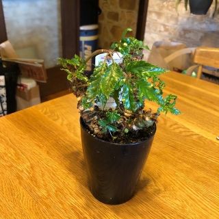 ゼラニウム様⭐︎ 根茎性ベゴニア　カロリネイフォリア(その他)