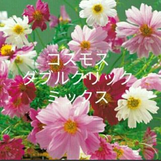 秋桜  40粒以上 ダブルクリック混合  花種(プランター)