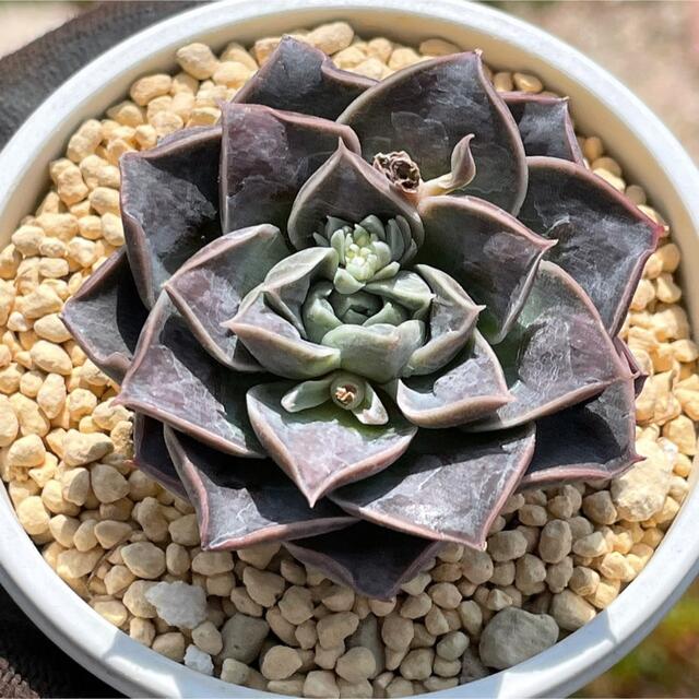 多肉植物　水玉　コブ