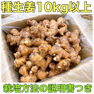 種生姜10kg以上(野菜)