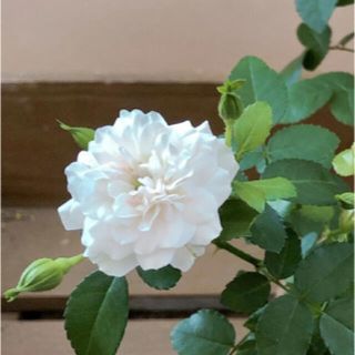 ミニ薔薇、白(プランター)