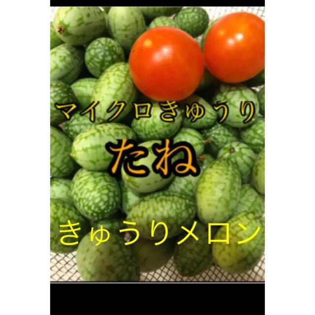 種　マイクロきゅうり　健康野菜　グリーンカーテン 食品/飲料/酒の食品(野菜)の商品写真