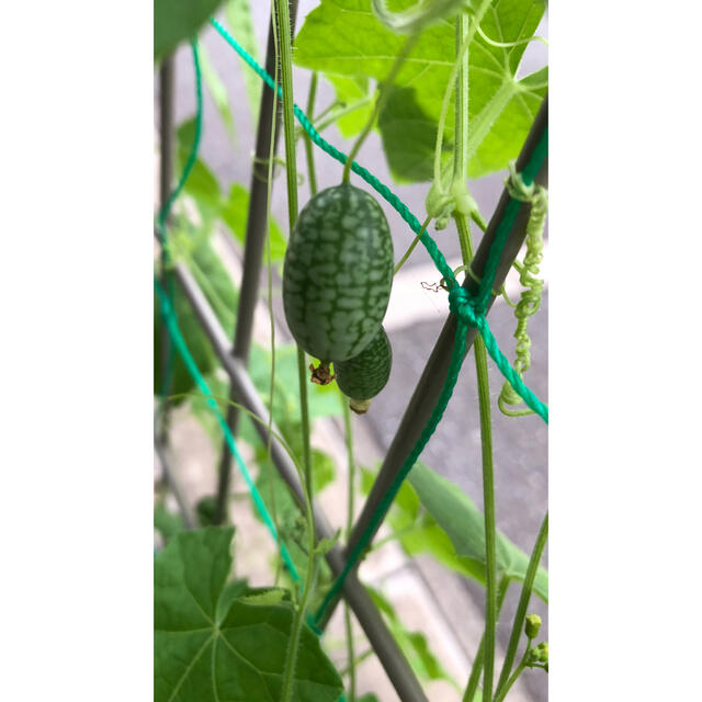 種　マイクロきゅうり　健康野菜　グリーンカーテン 食品/飲料/酒の食品(野菜)の商品写真