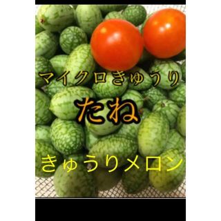 種　マイクロきゅうり　健康野菜　グリーンカーテン(野菜)