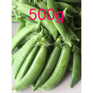 スナップエンドウ　無農薬500g(野菜)