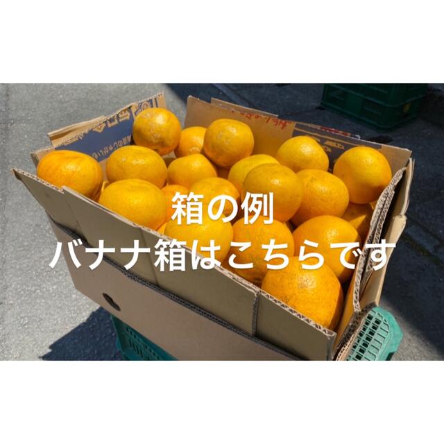 愛媛県産　低農薬　宇和ゴールド　河内晩柑　柑橘　15kg 食品/飲料/酒の食品(フルーツ)の商品写真