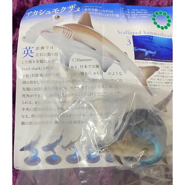 サメ　アカシュモクザメ　ニタリ エンタメ/ホビーのフィギュア(その他)の商品写真